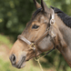 HFI Grooming Halster Lederen - Maddelin Equestrian HFI