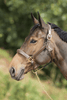 HFI Grooming Halster Lederen - Maddelin Equestrian HFI