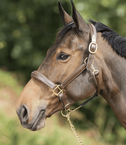 HFI Grooming Halster Lederen - Maddelin Equestrian HFI