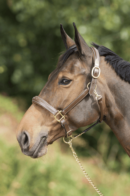 HFI Grooming Halster Lederen - Maddelin Equestrian HFI