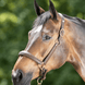 HFI Grooming Halster Lederen - Maddelin Equestrian HFI
