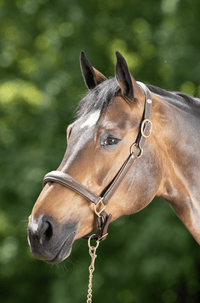 HFI Grooming Halster Lederen - Maddelin Equestrian HFI