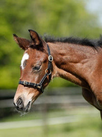 HFI Halster in leder Shetland/veulen Lederen - Maddelin Equestrian HFI