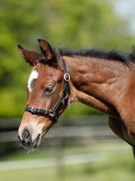 HFI Halster in leder Shetland/veulen Lederen - Maddelin Equestrian HFI