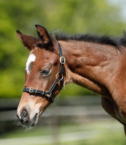 HFI Halster in leder Shetland/veulen Lederen - Maddelin Equestrian HFI