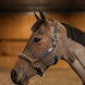 HFI Halster Mixed Lederen - Maddelin Equestrian HFI