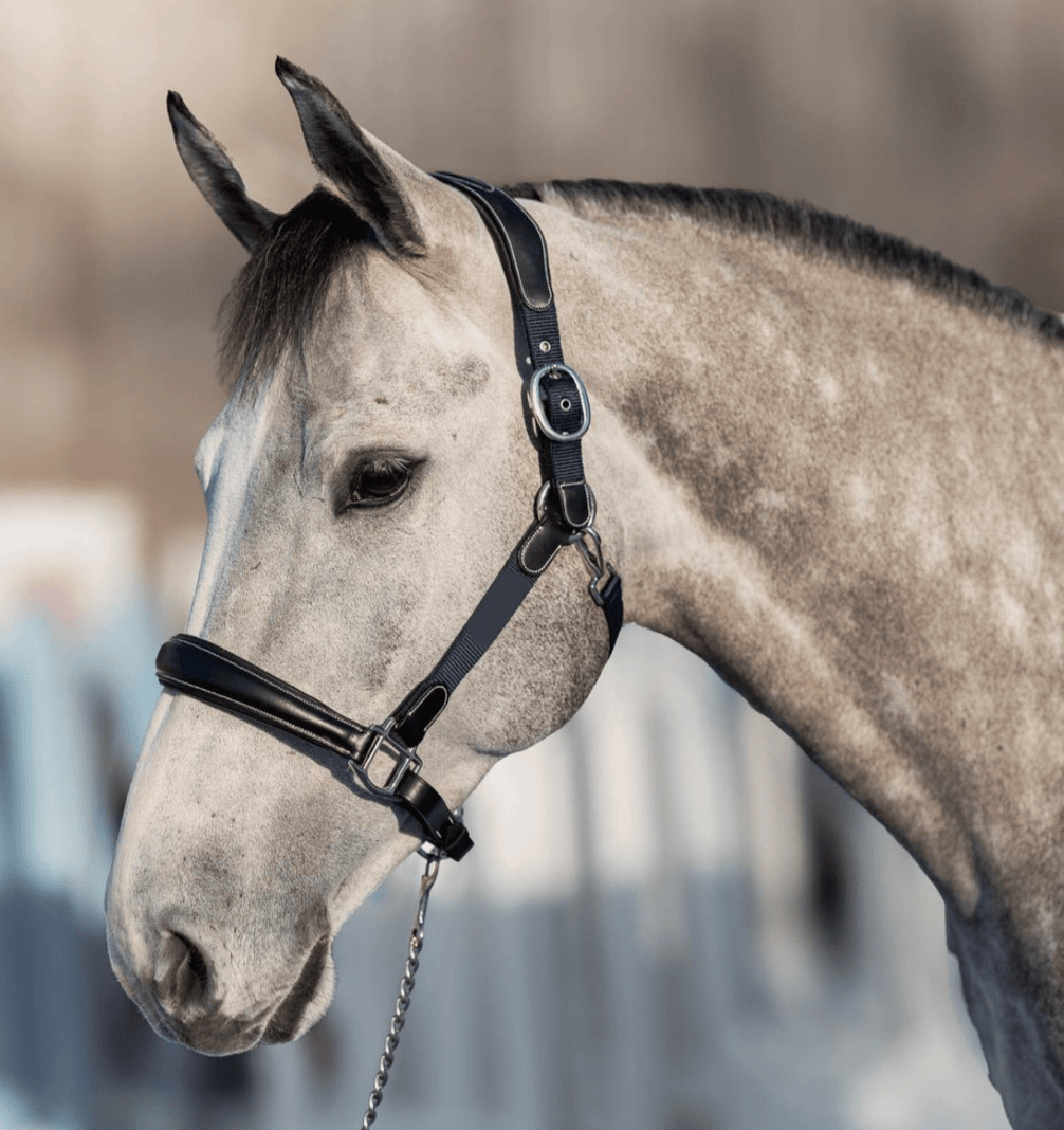 HFI Halster Mixed Lederen - Maddelin Equestrian HFI
