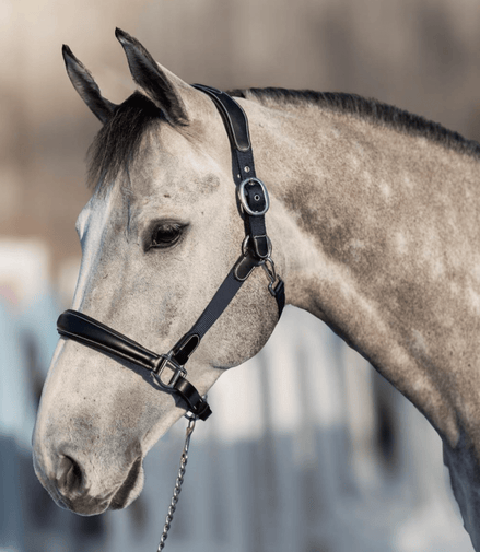 HFI Halster Mixed Lederen - Maddelin Equestrian HFI
