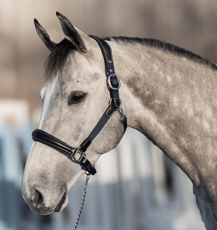 HFI Halster Mixed Lederen - Maddelin Equestrian HFI