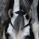 HFI Hoofdstel Merano Trenshoofdstellen - Maddelin Equestrian