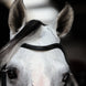 HFI Hoofdstel Monza Trenshoofdstellen - Maddelin Equestrian