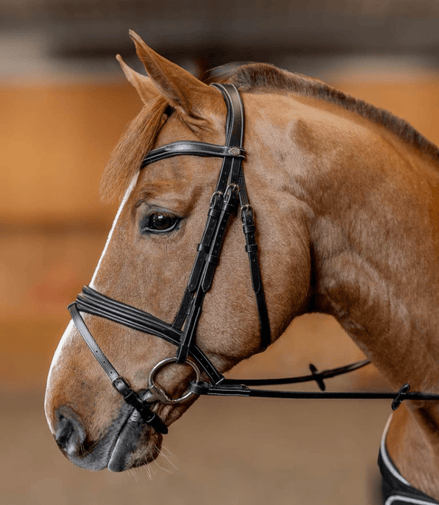 HFI Hoofdstel  Padded Trenshoofdstellen - Maddelin Equestrian HFI