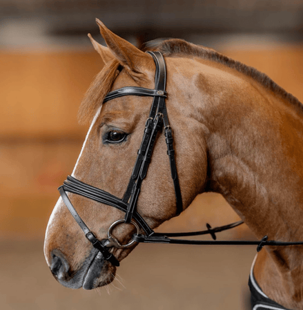 HFI Hoofdstel  Padded Trenshoofdstellen - Maddelin Equestrian HFI