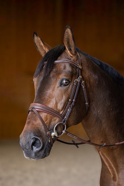 HFI Hoofdstel  Padded Trenshoofdstellen - Maddelin Equestrian HFI