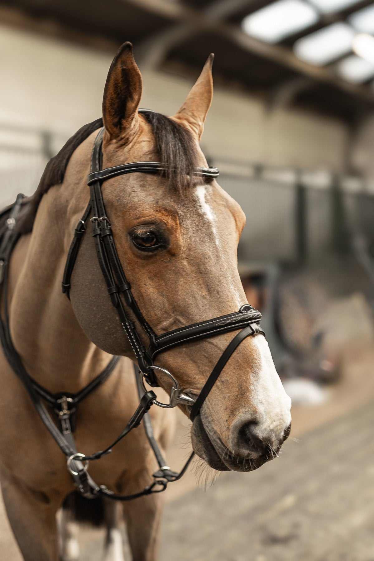 HFI Hoofdstel Pro Line Milano Trenshoofdstellen - Maddelin Equestrian HFI