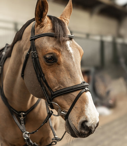 HFI Hoofdstel Pro Line Milano Trenshoofdstellen - Maddelin Equestrian HFI