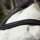 HFI Luxe Hoofdstel Trenshoofdstellen - Maddelin Equestrian HFI