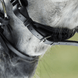 HFI Luxe Hoofdstel Trenshoofdstellen - Maddelin Equestrian HFI
