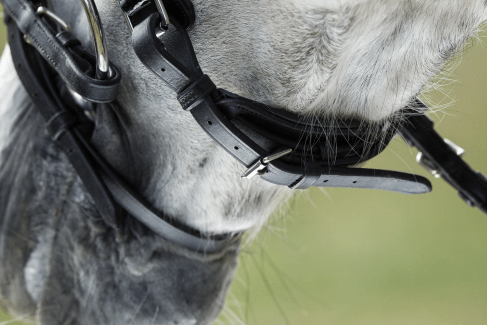 HFI Luxe Hoofdstel Trenshoofdstellen - Maddelin Equestrian HFI