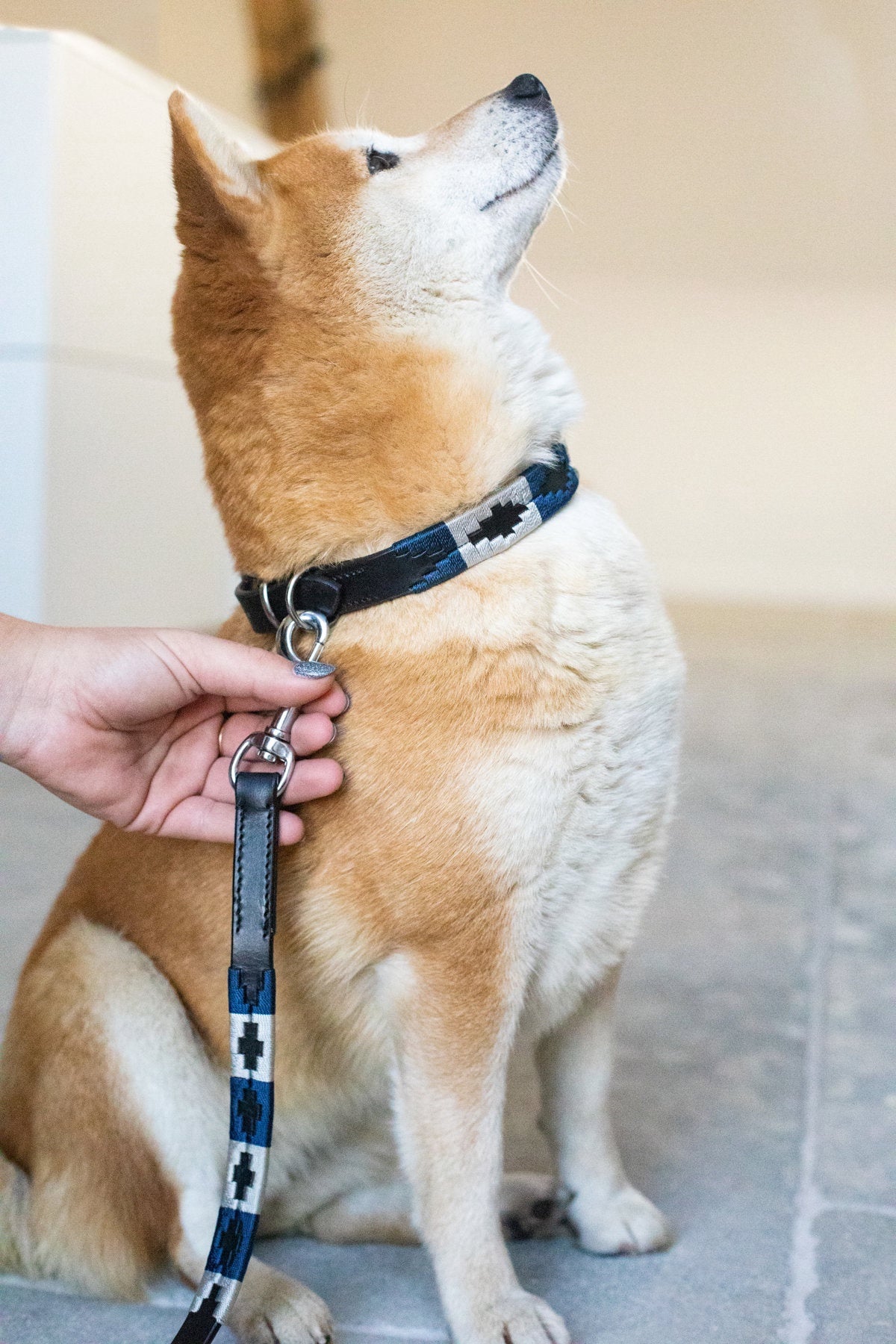 HFI Polo Dog Lead Dogwear - Maddelin Equestrian HFI