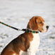 HFI Polo Dog Lead Dogwear - Maddelin Equestrian HFI