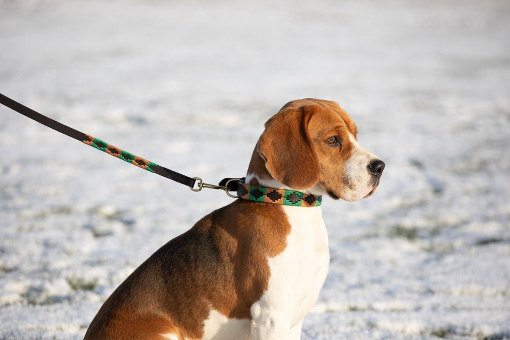 HFI Polo Dog Lead Dogwear - Maddelin Equestrian HFI