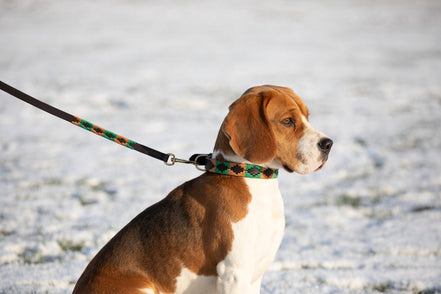 HFI Polo Dog Lead Dogwear - Maddelin Equestrian HFI