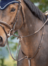 HFI Running Martingaal HFI Borstriemen en martingalen - Maddelin Equestrian HFI