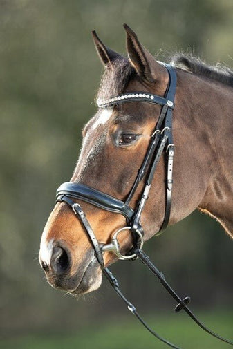 HFI Shiny Hoofdstel Trenshoofdstellen - Maddelin Equestrian HFI