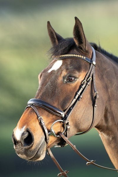 HFI Shiny Hoofdstel Trenshoofdstellen - Maddelin Equestrian HFI