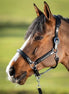 HFI Wave Halster Lederen - Maddelin Equestrian HFI