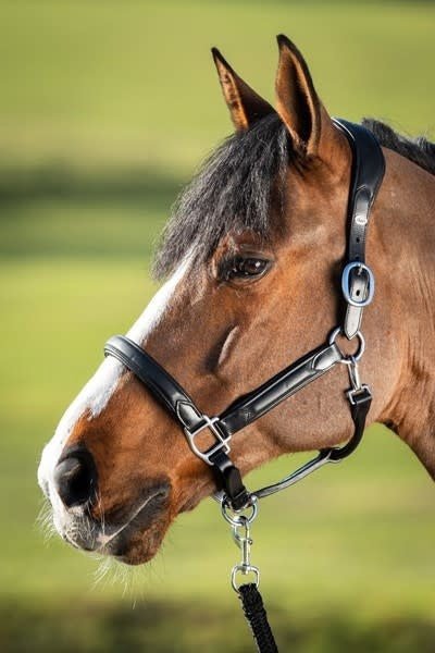 HFI Wave Halster Lederen - Maddelin Equestrian HFI