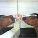 Holland Animal Care Liksteen Himalaya Snoepjes en likstenen - Maddelin Equestrian Holland Animal Care