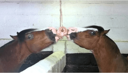 Holland Animal Care Liksteen Himalaya Snoepjes en likstenen - Maddelin Equestrian Holland Animal Care