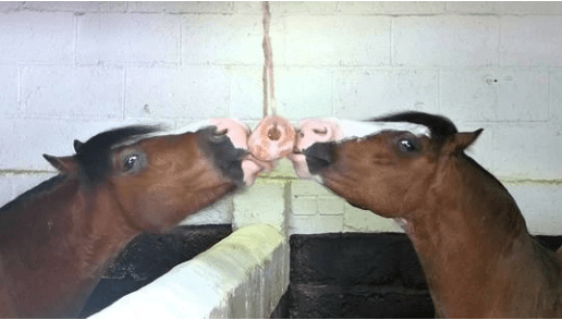 Holland Animal Care Liksteen Himalaya Snoepjes en likstenen - Maddelin Equestrian Holland Animal Care