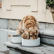 Hondenbak Graniet L Dogwear - Maddelin Equestrian Kentucky
