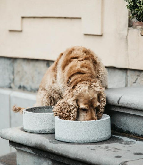 Hondenbak Graniet L Dogwear - Maddelin Equestrian Kentucky