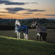 HorseWare Amigo Turnout Rug FieldSafe Plus 1200D 50g Outdoordeken - Maddelin Equestrian HorseWare