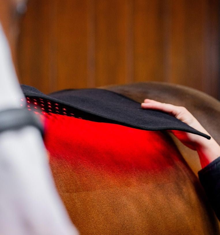 HorseWare Led Red Light Therapy Pad Transport, therapeutisch en stalbeschermers - Maddelin Equestrian HorseWare