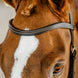 Horseware Rambo Competition Hoofdstel Trenshoofdstellen - Maddelin Equestrian HorseWare