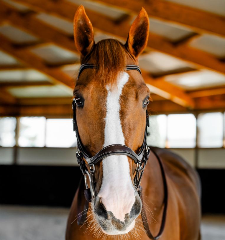 Horseware Rambo Competition Hoofdstel Trenshoofdstellen - Maddelin Equestrian HorseWare