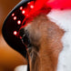 Horseware Rambo LED Red Light Therapy Cap Therapeutisch - Maddelin Equestrian HorseWare
