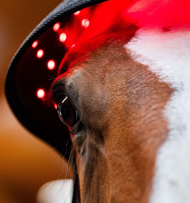 Horseware Rambo LED Red Light Therapy Cap Therapeutisch - Maddelin Equestrian HorseWare