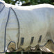 Horseware Rambo Optimo Protector Plus Vliegendeken Vliegendekens - Maddelin Equestrian HorseWare