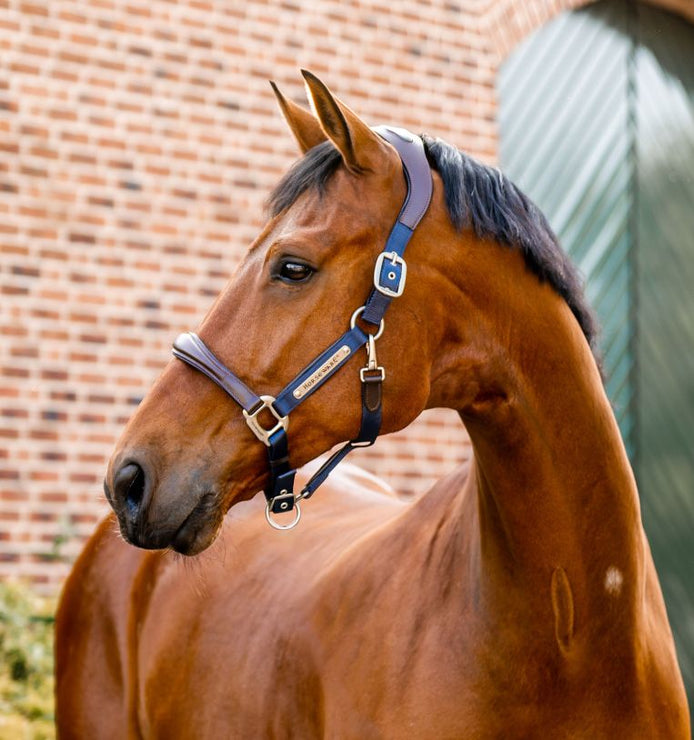 Horseware Signature Competition Halster Nylon halsters - Maddelin Equestrian HorseWare