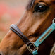 Horseware Signature Competition Halster Nylon halsters - Maddelin Equestrian HorseWare