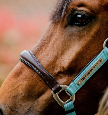 Horseware Signature Competition Halster Nylon halsters - Maddelin Equestrian HorseWare
