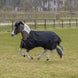 Bucas Irish Turnout 100 Black/Gold op een paard in de sneeuw