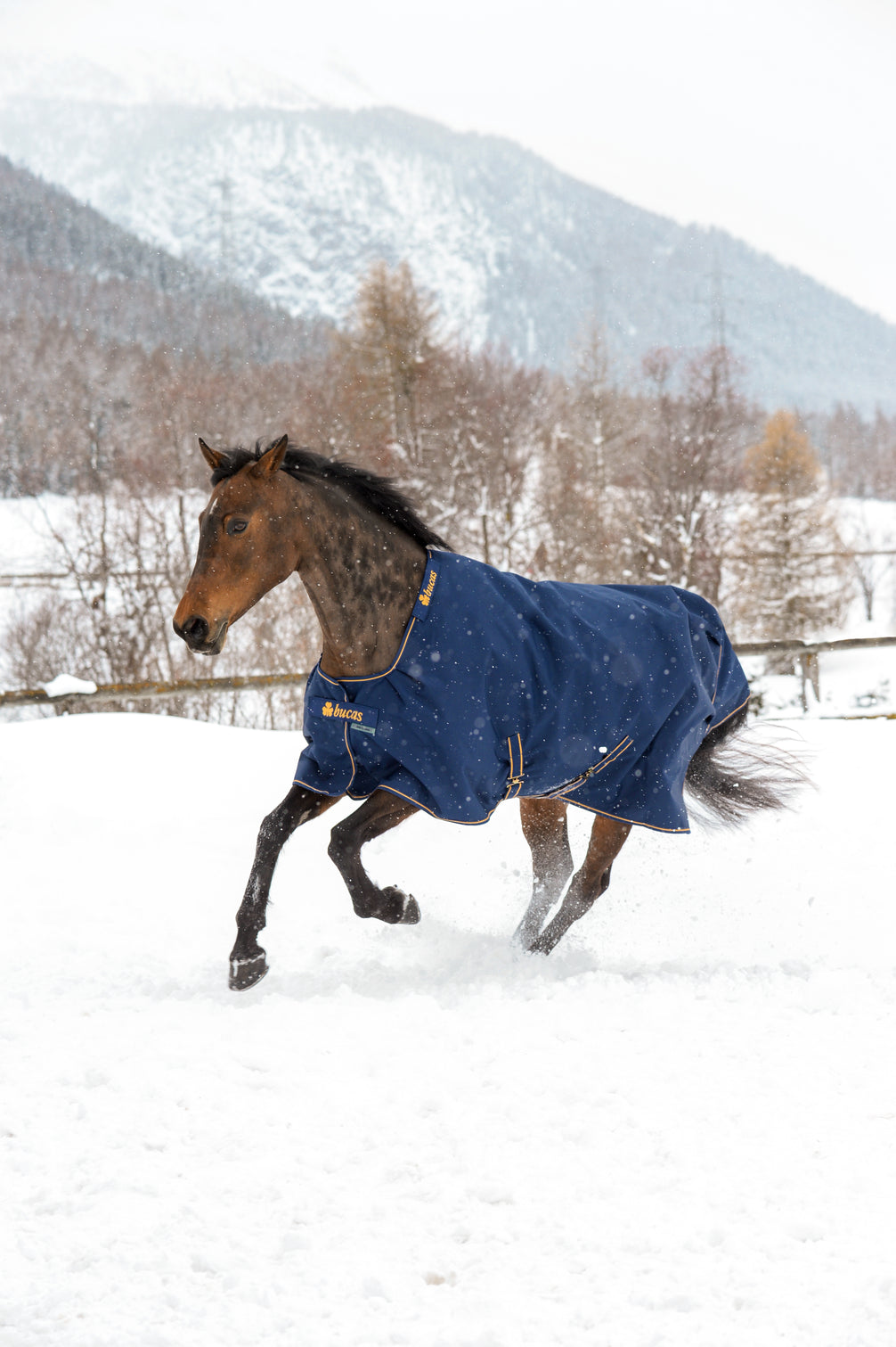Bucas Irish Turnout 50 Navy/Gold op een paard in de sneeuw