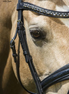 LJ Leathers Hoofdstel Antrado